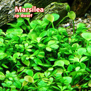 Marsilea sp dwarf